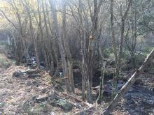 Tratamientos selvícolas en el río Lechada